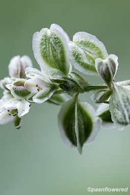 Flowers and achenes